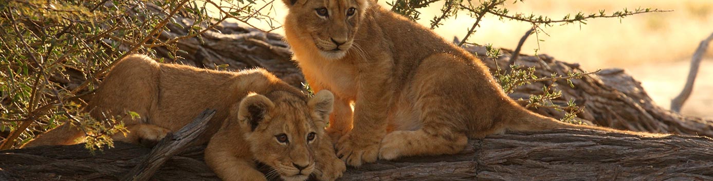 Banner Photos of Two Baby Lions