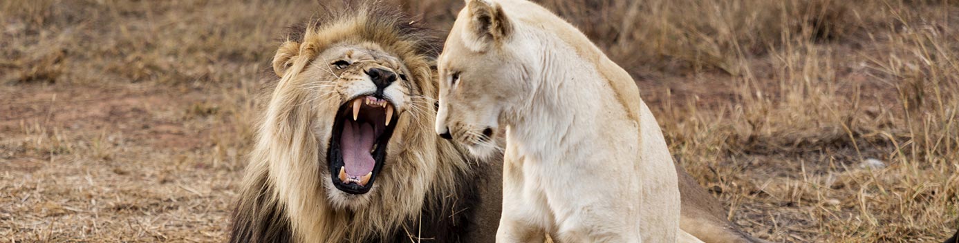Lion Couple Yell